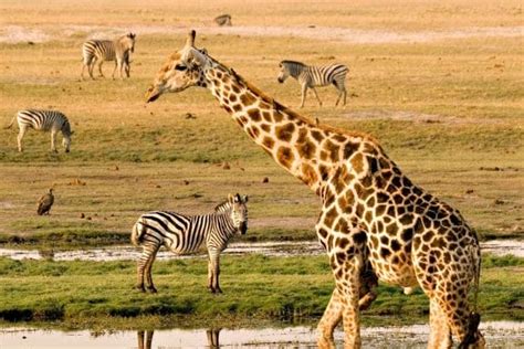 african wildlife cam|20 of the Best Wildlife Webcams in Africa